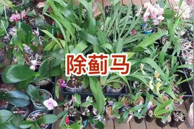 除蓟马-杀虫药、水果引诱、大蒜辣椒水三管齐下
