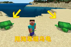我的世界新12！我给乌龟喂海草吃，它俩吃饱就要生乌龟蛋出来