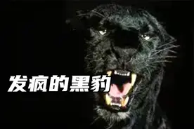 黑豹表白母花豹被拒绝，越想越气，利用阴影疯狂猎杀“动物夫妻”视频封面