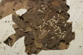 吓人！小区惊现大量白蚁，镜头拉近一看令人头皮发麻视频封面