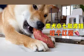 只要把狗子的肠胃调理好，就不会挑食，吃个红薯都香香的视频封面