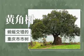 蜿蜒交错的重庆市市树——黄角树