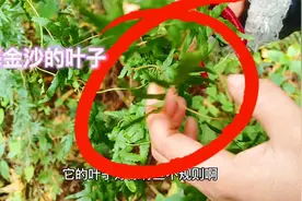 海金砂非常珍贵，为什么网上却只卖十几元一斤？看过真的就知道了