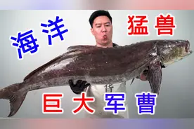 盘一条40几斤的海洋猛兽，巨大军曹鱼，涮麻辣火锅贼上头