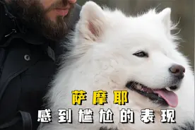 萨摩耶掩饰尴尬的表现，你家狗肯定有过！