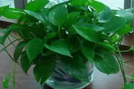 为什么有些人家里不能养绿萝？你知道其中的原因吗？快看看视频封面