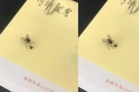 苍蝇搓手竟把自己头给搓掉，拍摄者看傻眼：名副其实“无头苍蝇”视频封面