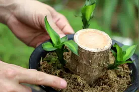 巴西木买回来不长芽，用对这方法，半个月一次冒三芽