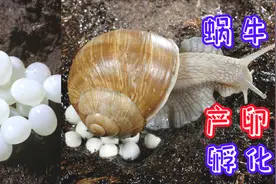 高清近距离观看蜗牛产卵和孵化过程