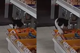 猫咪溜进超市偷火腿肠，目标明确动作熟练，临走前还瞄店主一眼视频封面