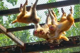 老母猴之间的高级游戏，高空倒挂，几个母猴合伙攻击一个视频封面