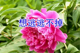 望海高歌！一首伤感的新歌《想逃逃不掉》句句现实扎心，好听回味