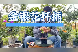 金银花扦插繁殖，现在正是时候，方式简单，成活率高而且价值高