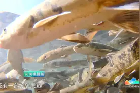 鄂陵湖水质极佳、清澈见底，不足20摄氏度的水温盛产冷水无鳞鱼类视频封面