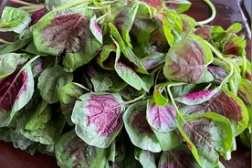 苋菜到底要不要焯水，大厨教你正确做法，鲜嫩味美，营养不流失