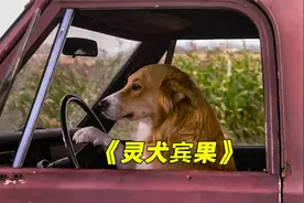 狗狗为了寻找主人，不惜徒步几百公里跨越好几个城市《灵犬宾果》视频封面