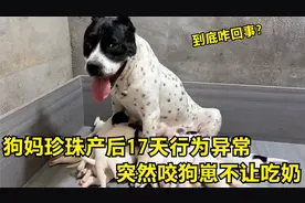 狗妈珍珠产后17天行为异常，突然咬狗崽不让吃奶，难道是抑郁了？视频封面