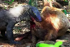 科莫多巨蜥活撕小鹿胯骨，扯出胃泡嗦内脏，小鹿被活活疼死视频封面