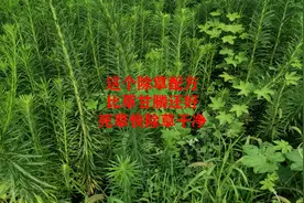 这个除草剂配方，比草甘膦还好，死草快除草又干净视频封面