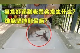 当龙虾遇上老鼠会发生什么？到底谁更厉害？谁能够坚持到最后呢视频封面
