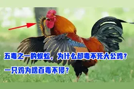 五毒之一的蜈蚣，为什么却毒不死大公鸡？一只鸡为啥百毒不侵？视频封面
