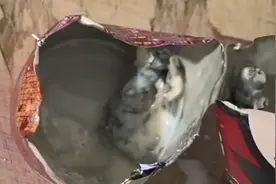 消费者称旺仔牛奶喝出异物，否认“摆拍” 旺旺集团凌晨公告回应视频封面