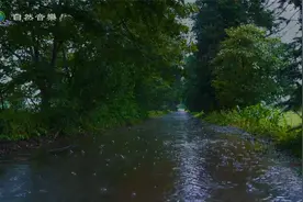 纯雨声丨小雨和雨滴从树上掉下来丨白噪音环境音