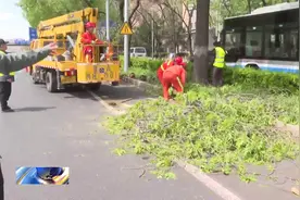 极强大风来袭！北京大风刮倒288棵树 19辆车辆被刮倒的树木砸中视频封面