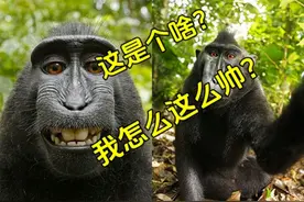 猴子自拍事件：猕猴与摄影师的搞笑争议