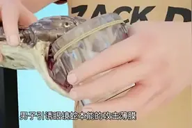 如何获取蛇毒，眼镜蛇毒的提取过程