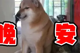 网红表情包狗Cheems离世......终于还是到了永别的那天视频封面
