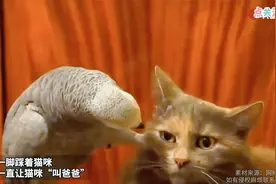 鹦鹉一脚踩着猫咪 口中一直让猫咪“叫爸爸”视频封面