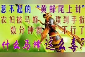 安徽黄山一农妇被马蜂蜇到手指，数分钟就不行了，什么马蜂这么毒视频封面
