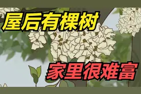 “屋后有棵树，家里很难富”，屋后不能有啥树？看看你家有没有？视频封面