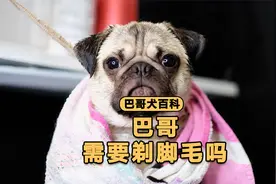 巴哥的脚底毛需要剃吗？需要剪短！