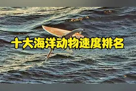 十大海洋动物速度排名