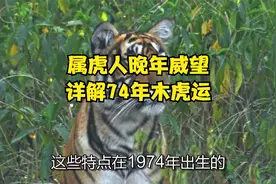 属虎人晚年威望，详解74年木虎运视频封面
