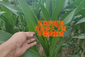玉米控旺剂，喷施后多久下雨，不需要重喷