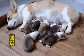 小奶狗出生第7天了，抢不到奶喝就嘤嘤叫的哭，看着真可爱视频封面