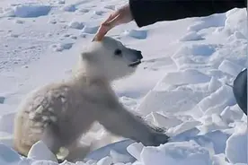 被遗弃的北极熊幼崽，遇到好心人类救援，转头竟然朝人撞去！视频封面