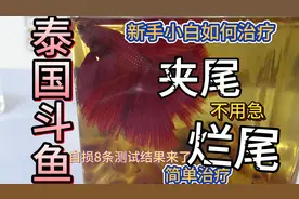 泰国斗鱼夹尾烂尾如何治疗简单操作