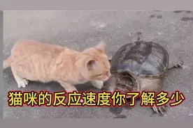 猫咪的反应速度你了解多少？#猫的反应速度#