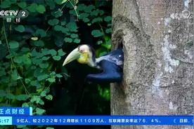 视频记录花冠皱盔犀鸟母子出巢活动 可爱犀鸟宝宝破洞出巢