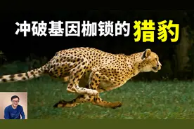 为何说猎豹本该早已灭绝？大量近亲繁殖，竟幸运打造出超级神兽！