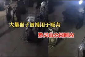 黔灵山大量猴子被捕用于贩卖？公园：数量太多，开展猕猴分流视频封面