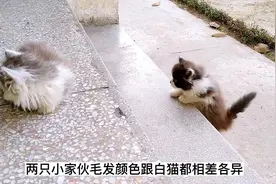 离家出走的猫妈妈，回家之后却带回来几只小奶猫（第二集） #