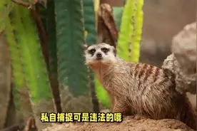 老鼠的克星出现了，新疆出现不速之客，一夜消灭十几窝老鼠视频封面