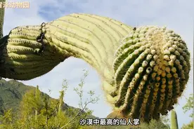 骆驼吐出了一个粉色的球，它的目的是什么？为何吃仙人掌不扎嘴呢