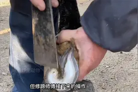毛驴走路一瘸一拐，修蹄师傅专业修理，居然抠出来一颗大石头
