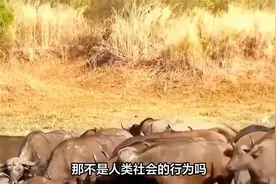 盘点野牛的奇趣行为，野牛排队喝水，竟然有条不紊的进行视频封面